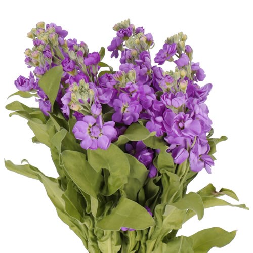 STOCKS ANYTIME LAVENDER