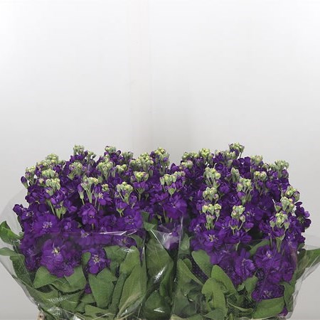 STOCKS CENTUM DEEP BLUE