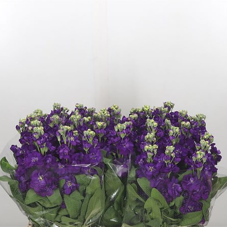 STOCKS CENTUM DEEP BLUE