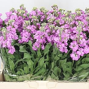STOCKS CENTUM PINK