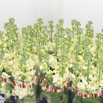 STOCKS CREAM