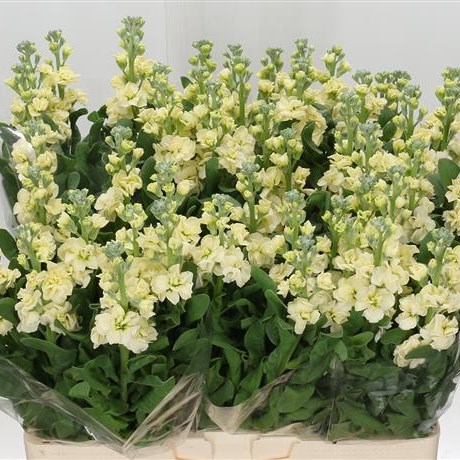 STOCKS CREAM