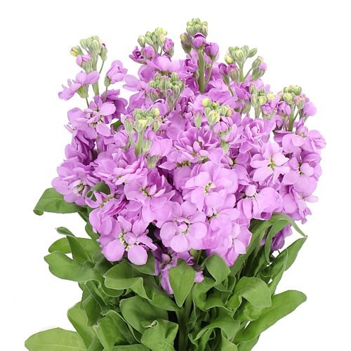 STOCKS FIGARO LAVENDER