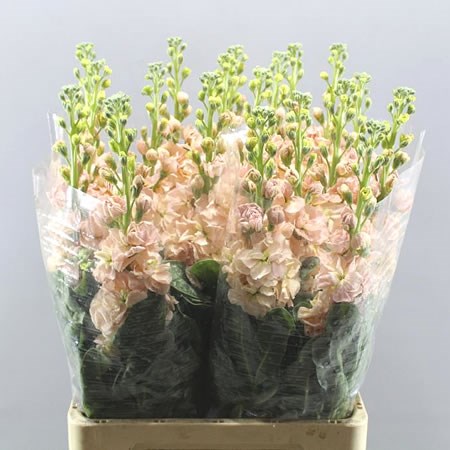 STOCKS IRON APRICOT