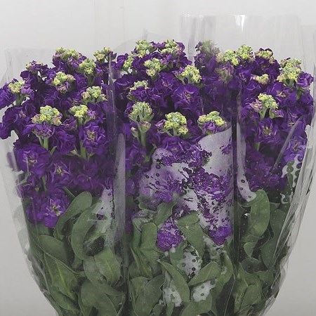 STOCKS IRON PURPLE