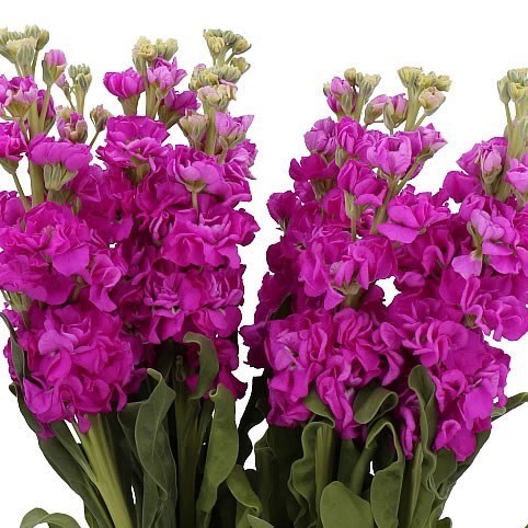 STOCKS IRON ROSE PINK
