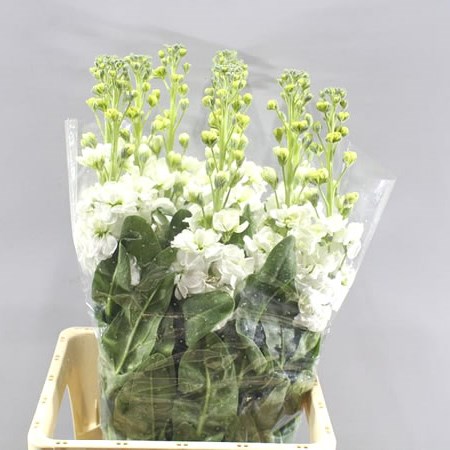 STOCKS IRON WHITE EX