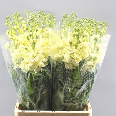 STOCKS IRON YELLOW EX