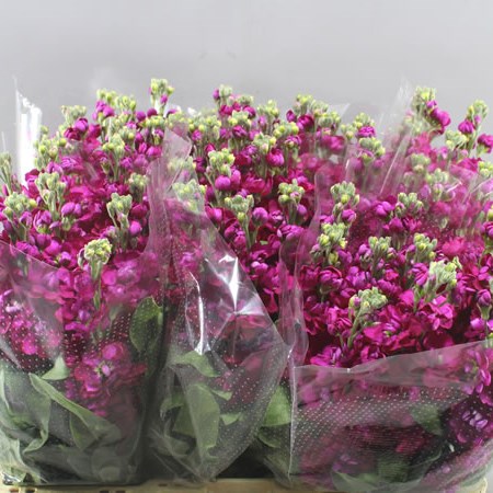 STOCKS JOR RED