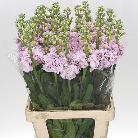 STOCKS LIGHT PINK