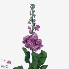 STOCKS LUCINDA LAVENDER