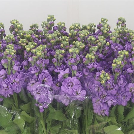 STOCKS MATHILDA LAVENDER