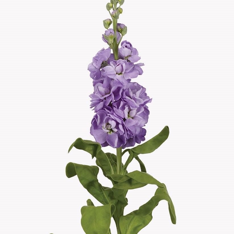 STOCKS MATHILDA LAVENDER