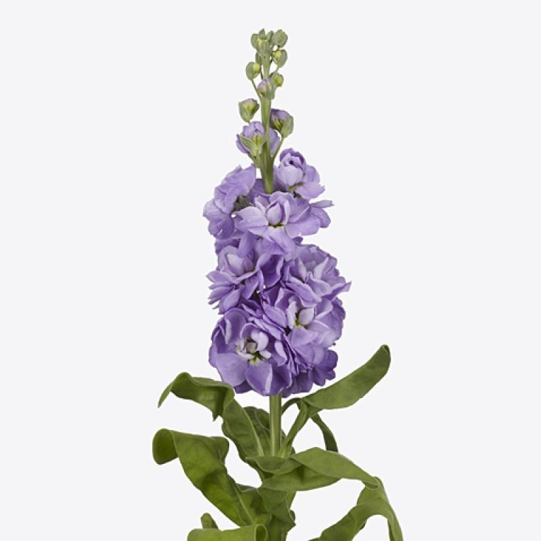 STOCKS MATHILDA LAVENDER