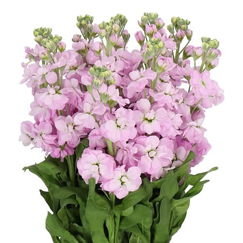 STOCKS MATHILDA PINK 55cm | Wholesale Dutch Flowers & Florist Supplies UK