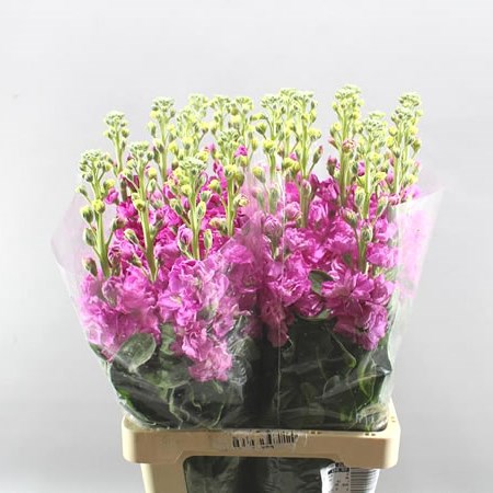 STOCKS MATHILDA ROSE EX