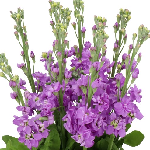 STOCKS MILLA LAVENDER