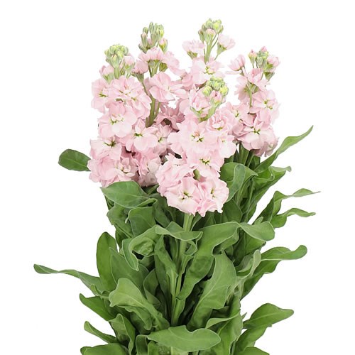 STOCKS MILLA LIGHT PINK 55cm | Wholesale Dutch Flowers & Florist