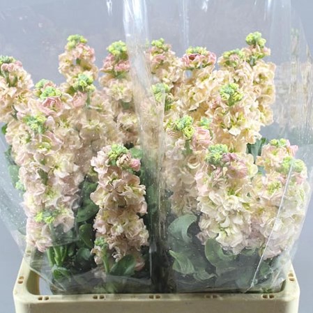 STOCKS PHANTOM APRICOT
