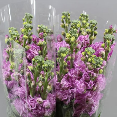 STOCKS PHANTOM DARK PINK