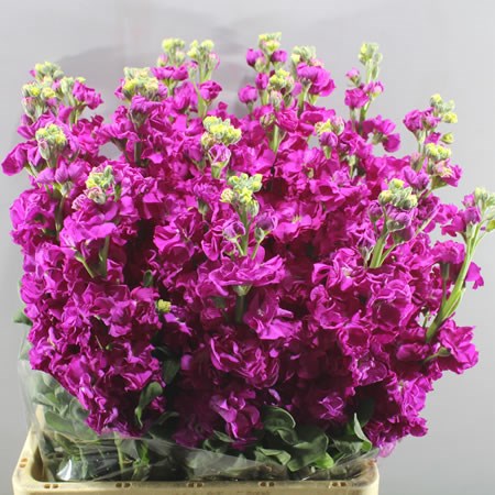 STOCKS PHANTOM HOT PINK