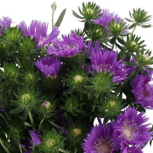 STOKESIA LAEVIS AMETHYST