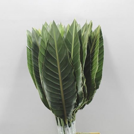 STRELITZIA LEAVES