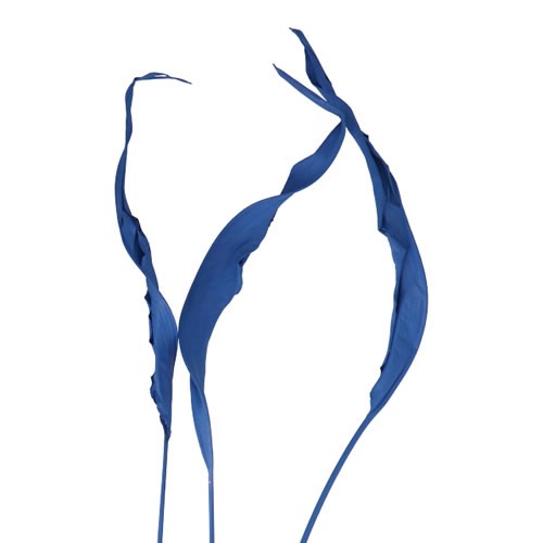 STRELITZIA LEAVES DYED BLUE (DRIED)