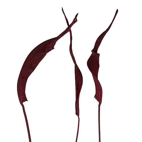 STRELITZIA LEAVES DYED BURGUNDY (DRIED)