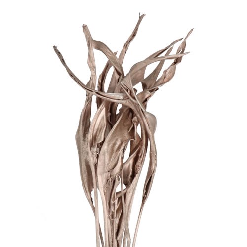 STRELITZIA LEAVES DYED CHAMPAGNE (DRIED)