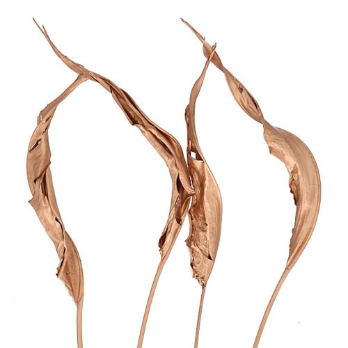 STRELITZIA LEAVES DYED COPPER (DRIED) 80cm Wholesale Dried Flowers UK