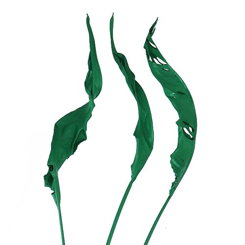 STRELITZIA LEAVES DYED GREEN (DRIED)
