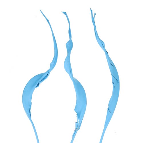 STRELITZIA LEAVES DYED LIGHT BLUE (DRIED)