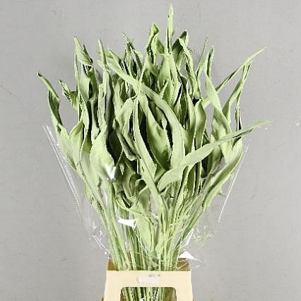 STRELITZIA LEAVES DYED MINT GREEN (DRIED)