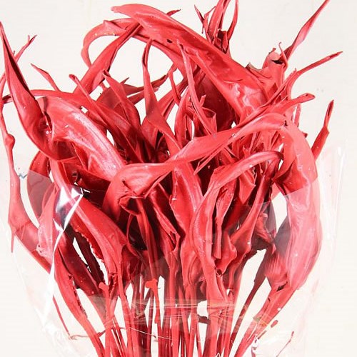 STRELITZIA LEAVES DYED RED (DRIED)