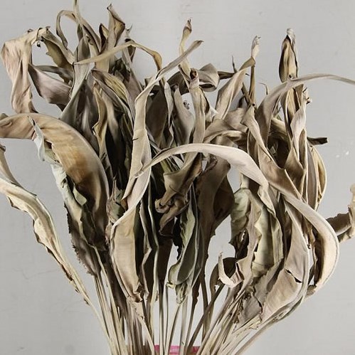 STRELITZIA LEAVES NATURAL (DRIED)