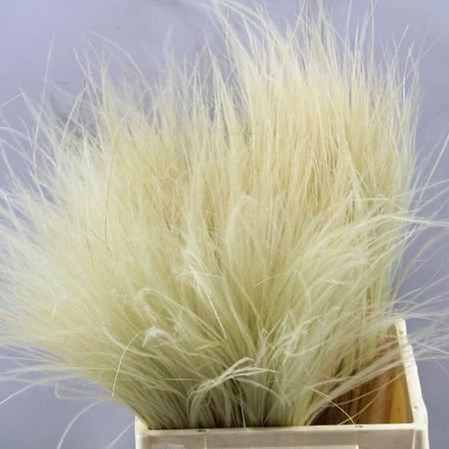 STYPHA PENATTA
