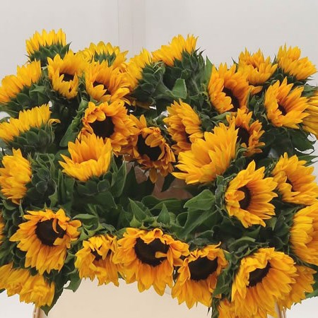 SUNFLOWERS ORANGE FIRE