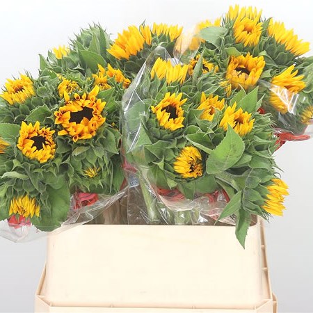 SUNFLOWERS ORANGE FIRE