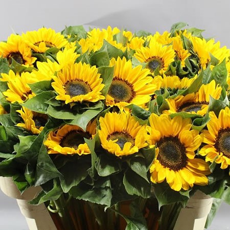 SUNFLOWERS PREMIER ORANGE