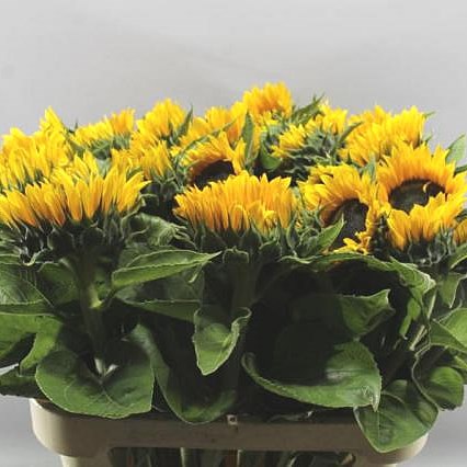 SUNFLOWERS PREMIER ORANGE