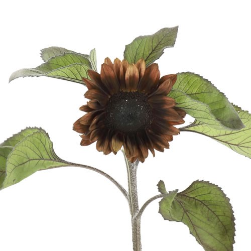 SUNFLOWERS PRO CUT RED