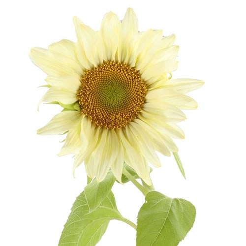 SUNFLOWERS PRO CUT WHITE NITE