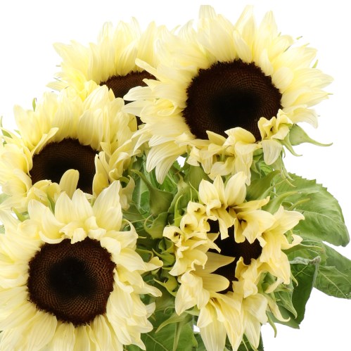 SUNFLOWERS PRO CUT WHITE NITE