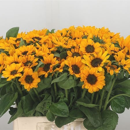 SUNFLOWERS SONJA (MINI)