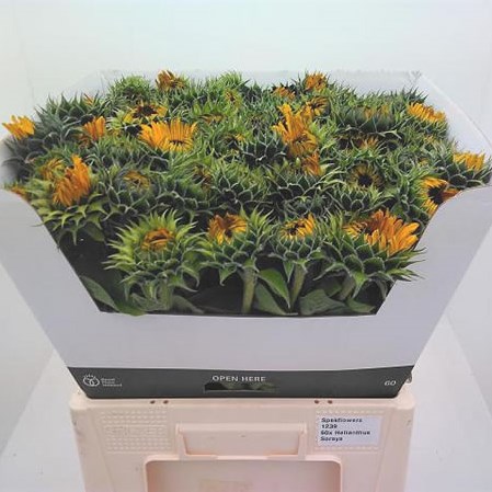 SUNFLOWERS SORAYA