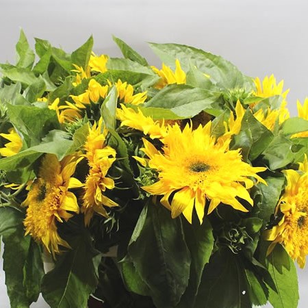 SUNFLOWERS STARBUS PANACHE
