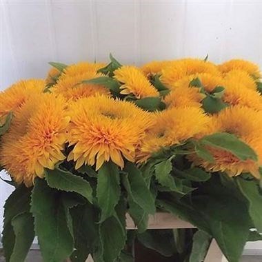 SUNFLOWERS TEDDY BEAR