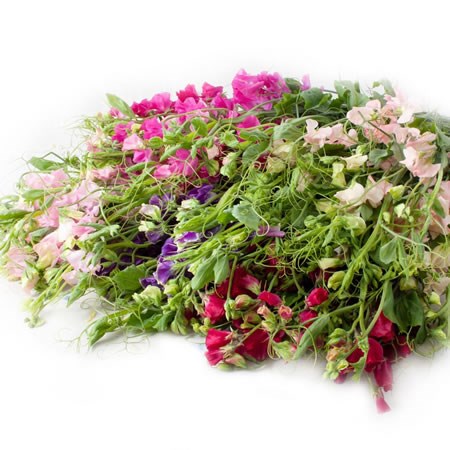 SWEET PEA MIX (COLS MAY VARY)