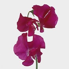 SWEET PEAS CARMINE PINK
